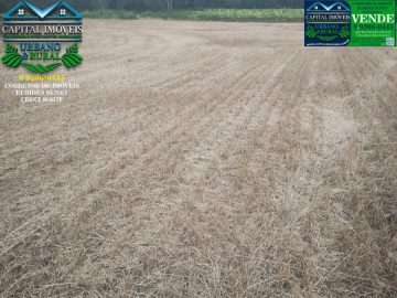 Ch�cara com 5.000m�, 330 metros do Asfalto da RS207